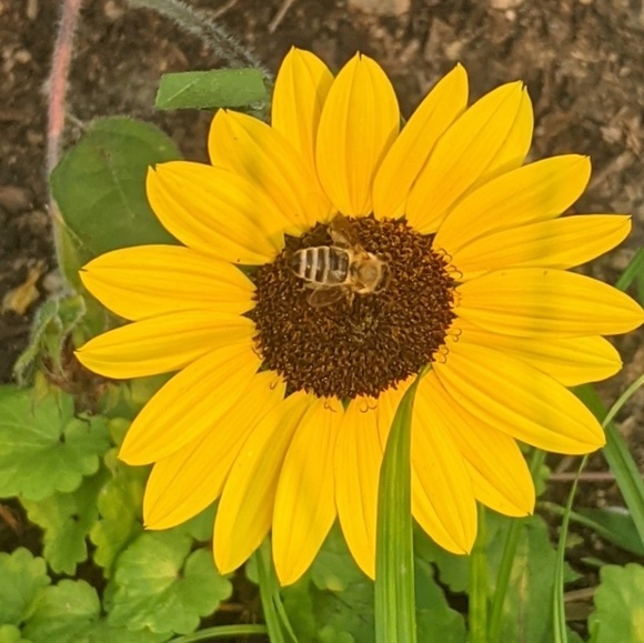 Meet your Posher, Due - Picture 2 of 2